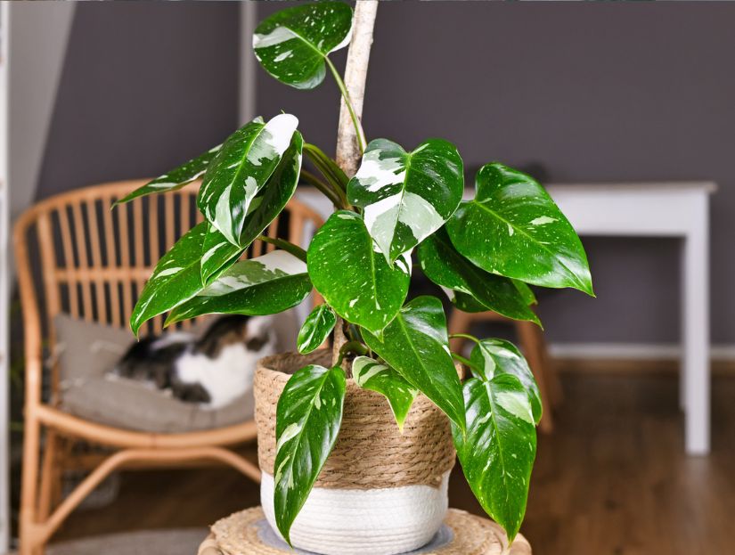 Philodendron/philodendron white princess